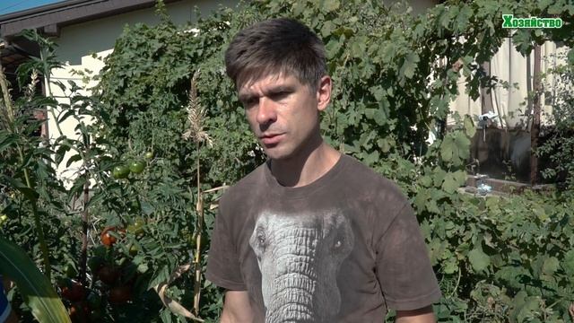 Желтые плечики и белая мякоть - неравномерное созревание томатов! Как избежать и исправить?