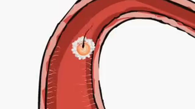 Овуляция и оплодотворение. Зачатие и имплантация эмбриона.