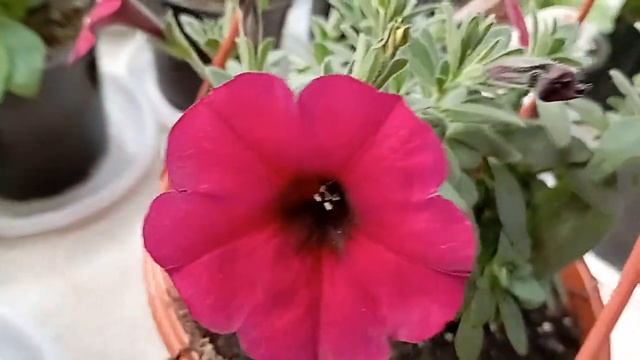 Петуния петхоа Beautical Bordeaux! зацвела красотка))