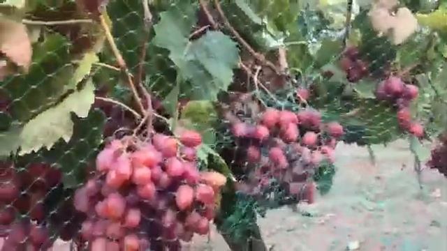 Виноград Анюта