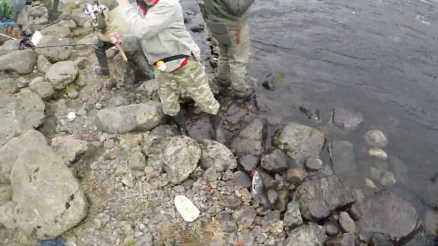 ГОРБУША ДЕЛО КЛЁВОЕ