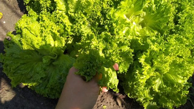 Польза и вред листьев САЛАТА