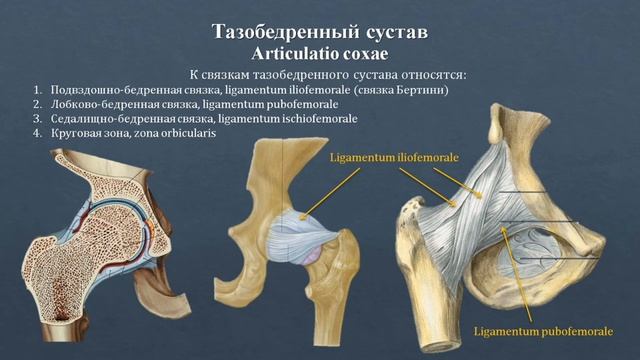 Анатомия тазобедренного сустава: строение, классификация, вспомогательный аппарат, движения