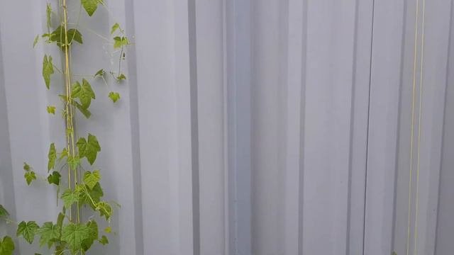 Мелотрия - необычная на вкус овощная ягодка.