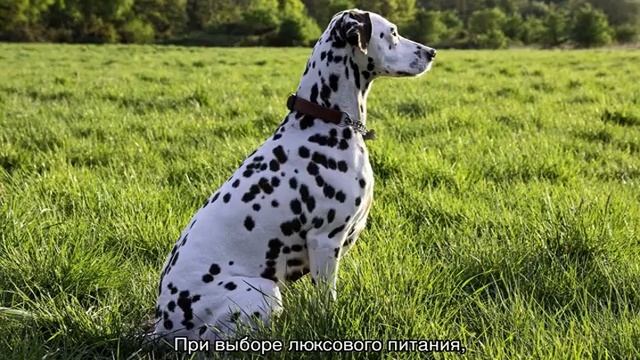 Как избавиться от запаха псины от собаки