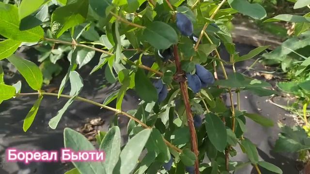 Жимолость Индиго джем, Бореал Бьюти, Бореал Близард, Бореал Бист, Аврора - обзор ягод