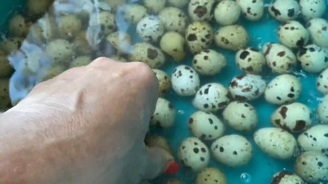 Мыть яйцо перепела//Дезинфекция Яиц перепела//Дезинфекция яйца перед инкубацией