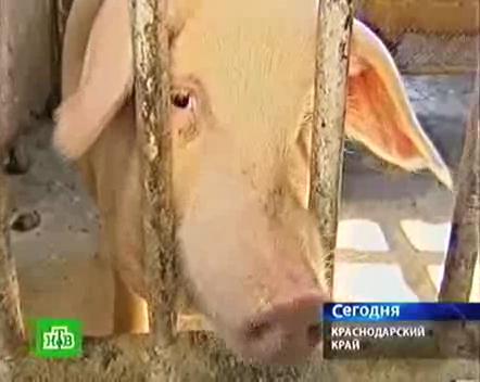 Запретили разводить скотину