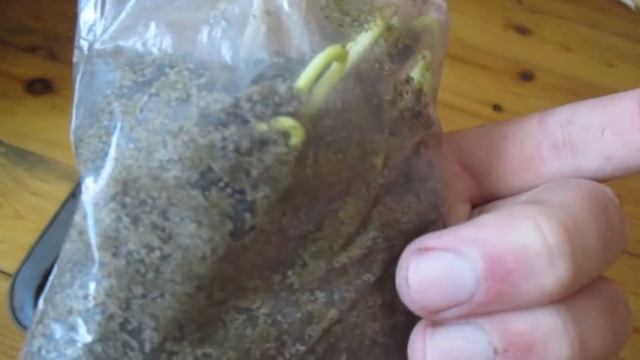 Как вырастить кедры из орешков в домашних условиях