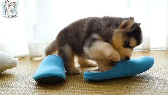 Котейка ТВ. Собаки и их звуки для детей.