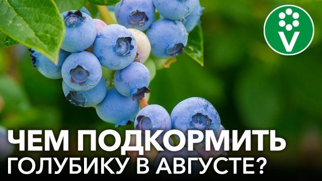 ЛУЧШИЕ МИНЕРАЛЬНЫЕ И ОРГАНИЧЕСКИЕ ПОДКОРМКИ ГОЛУБИКИ В КОНЦЕ ЛЕТА. Как правильно подкормить голубику