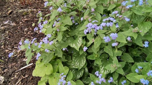 Лэнктрис Бруннера или Незабудочник в моем саду