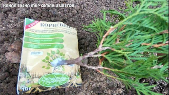 РАЗМНОЖЕНИЕ ХВОЙНЫХ-ТУИ и МОЖЖЕВЕЛЬНИКА черенками весной.