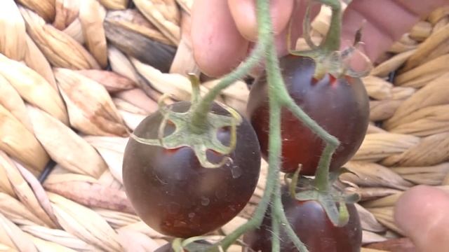 Дачные советы Галины Старосельцевой Сентябрь 08-2022