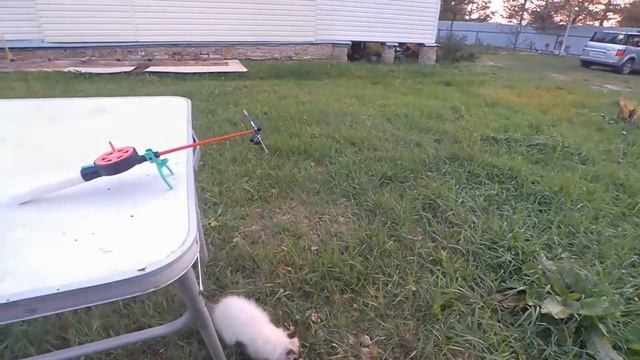 Кивок щербакова, принцип работы, настройка.