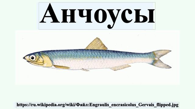 Анчоусы