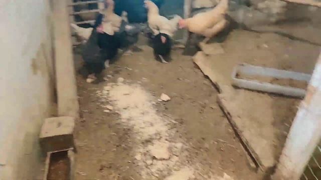 Лучшая подстилка для кур.