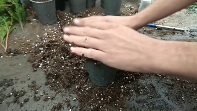 Осеннее черенкование туи и можжевельника