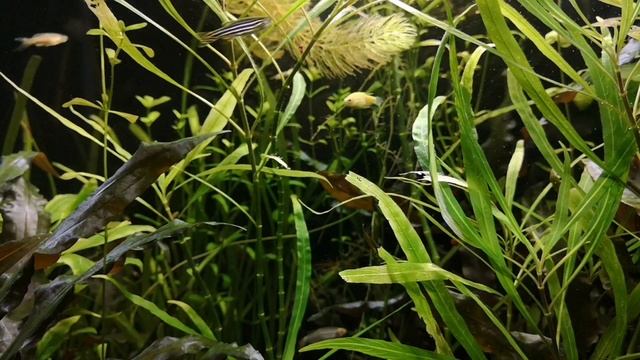 ЛИМОННИК. СОДЕРЖАНИЕ В АКВАРИУМЕ.