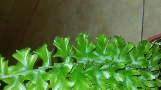 Как и когда поливать папоротник. Полив и опрыскивание папоротников.