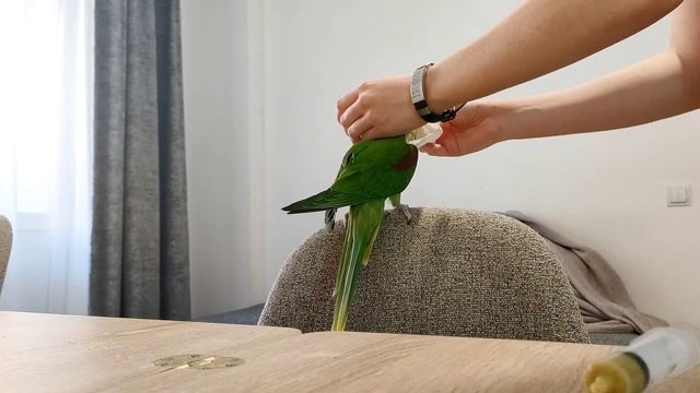 Дарья. Птенец александрийского попугая по имени Аки