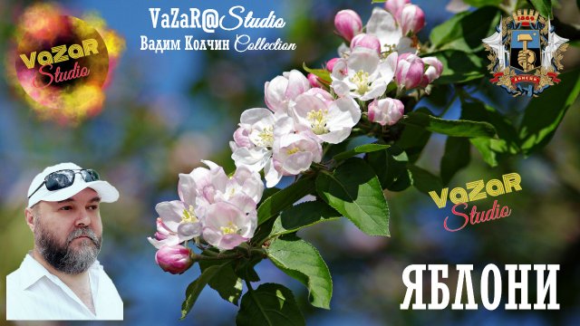 Вадим Колчин 🎵 "Яблони" [VaZaR@Studio]