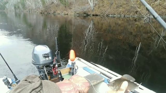 Рыбалка на хариуса на реке Енисей, тиролька за 5 минут
