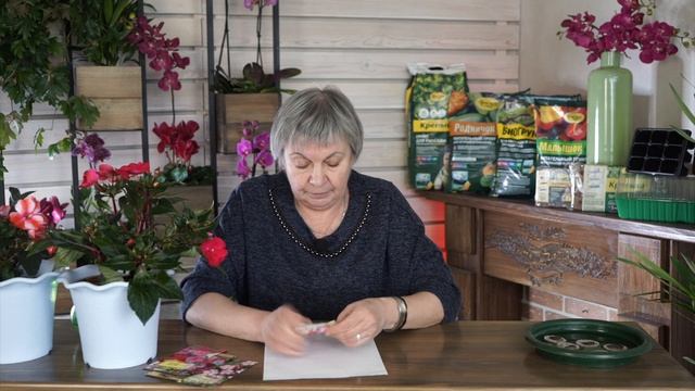 Посев бальзамина, проверенный метод. Грунт для бальзамина. Выращивание бальзамина из семян дома ?