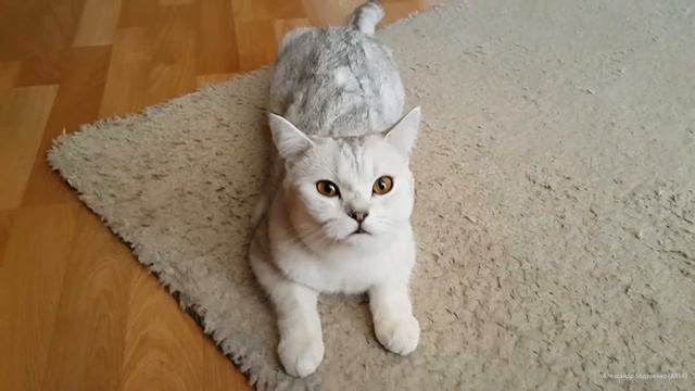 Кошка говорит: "Мама"