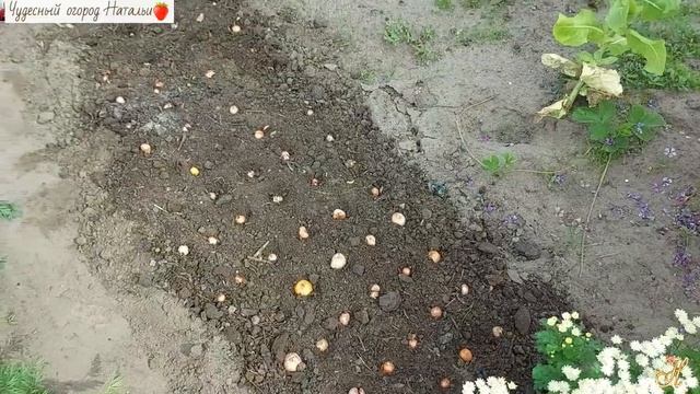 Август. Сажаем лук прошлого урожая