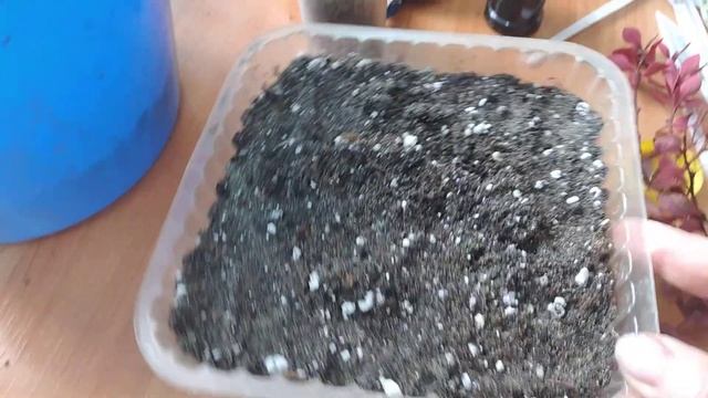 Осеннее черенкование барбарисов.