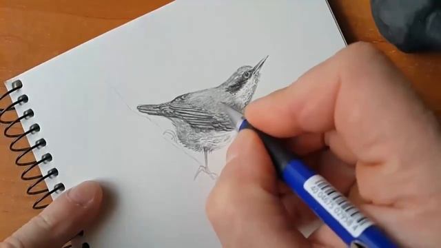 Как нарисовать ПТИЧКУ КАРАНДАШОМ! Учимся рисовать Птичку Простым Карандашом! Как Научиться РИСОВАТЬ