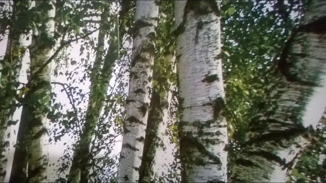 Как отмыть моющиеся обои от сильных загрязнений