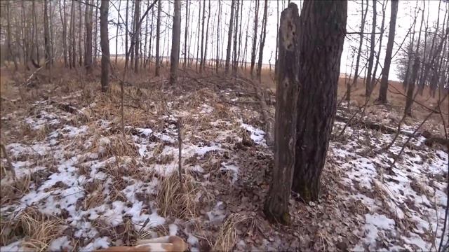 Охота на зайца с гончими у Сибирского Странника.Застрелили Козу и не подобрали!?Ищем зайца.