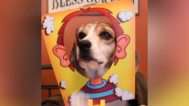 Смешные видео с котиками и собачками #21