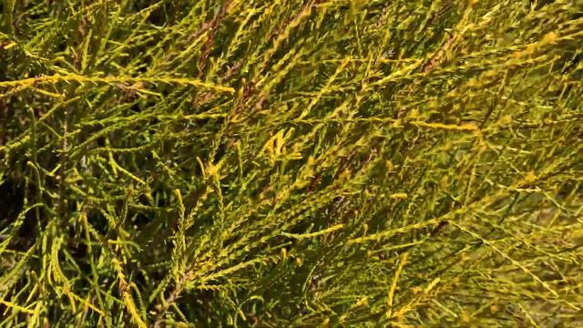 Thuja orientalis ' Franky Boy ' Golden Thread Leaf Chinese Arborvitae  March 12, 2020