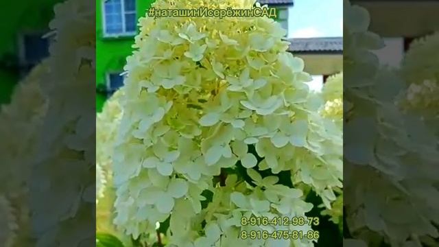 "ДИАМАНТИНО" Гортензия Метельчатая- описание сорта