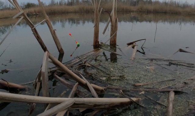 Огромные МОНСТРЫ утаскивают ПОПЛАВОК ! Рыбалка в БОЛОТЕ !
