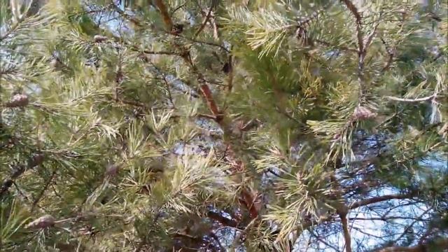 Душевные стихи на фоне природы