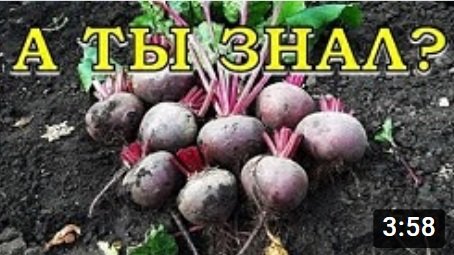 Выкапываем СВЕКЛУ на хранение???