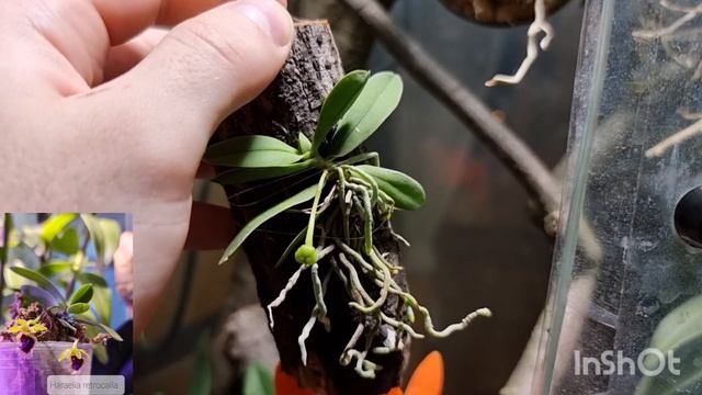 Орхидариум, флорариум своими руками. Коллекция природных видов, видовых орхидей. Орхидеи на блоке.