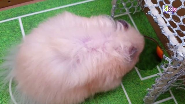 Лабиринт КОШЕК! Лабиринт для хомяков с ловушками! ПОЛОСА ПРЕПЯТСТВИЙ!