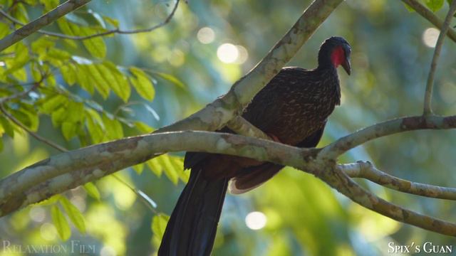 Relaxatoin film, Animal Of The World, Animasl Planet, Animals, relax music, relax video, relax soun