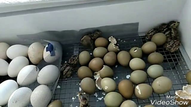 ВЫВОЖУ ФАЗАНОВ ВПЕРВЫЕ В ЖИЗНИ. ИНКУБАТОР БЛИЦ ПК ВЫВОДНОЙ
