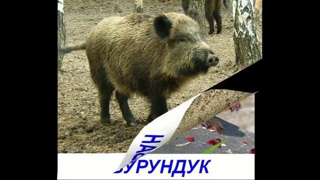 Лесные животные для детей Карточки Домана