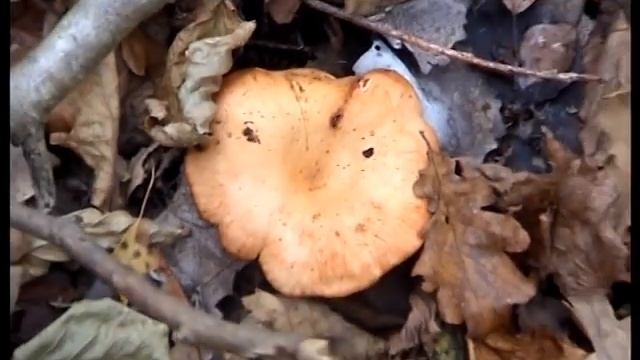 Рядовки. Говорушка оранжевая перевернутая - съедобные грибы в лесу.