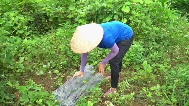Harvest Life Harvest Toads, Making Snake Traps on the Farm & Traditional Cooking