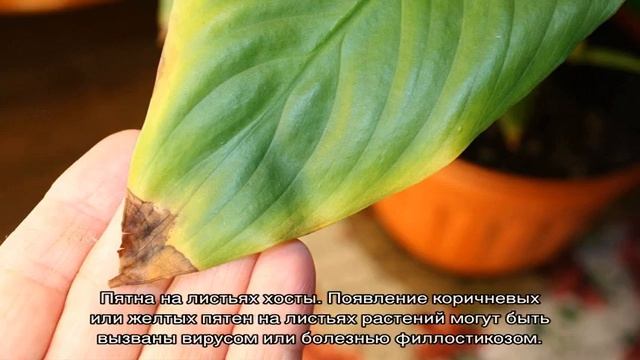 Болезни хосты
