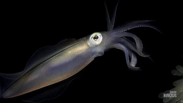 Глубоководные рыбы. 5 странных рыб океана.