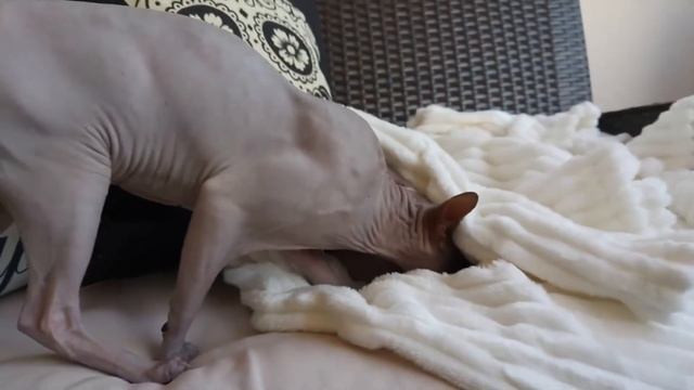 Сфинкс - советы по уходу